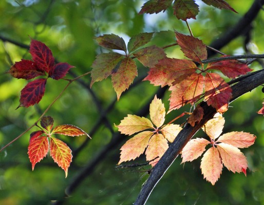 Autumn_Leaves